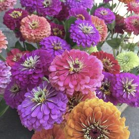 Benary's Giant Mix, Zinnia Seeds